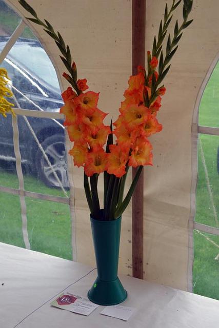 5. Gorgeous gladioli.jpg